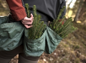 Flertall for langsiktig klimamål for skog