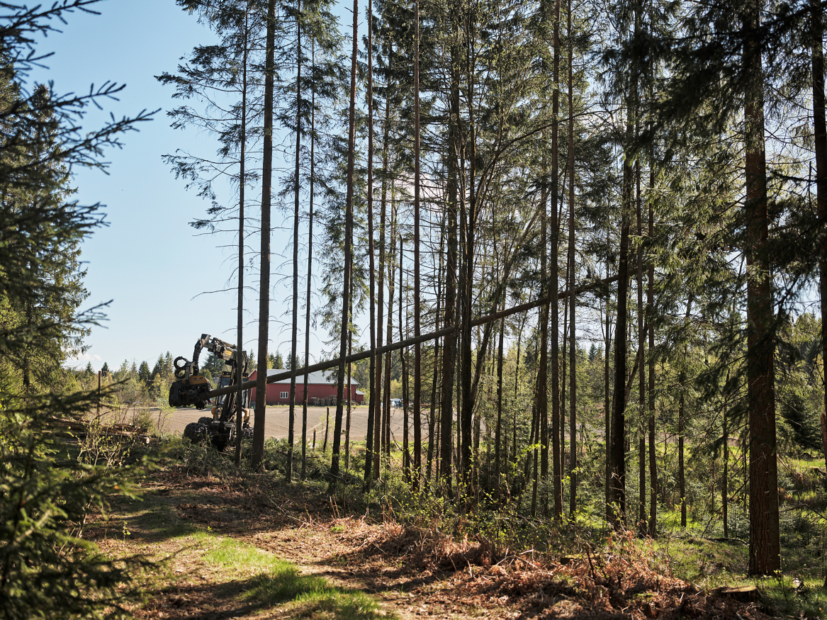 Tømmerhogsten nådde rekordhøye nivåer i 2024, samtidig som produktiviteten i næringen har økt betydelig.