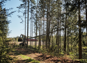 Skogen gir grønn vekst og sterke lokalsamfunn 