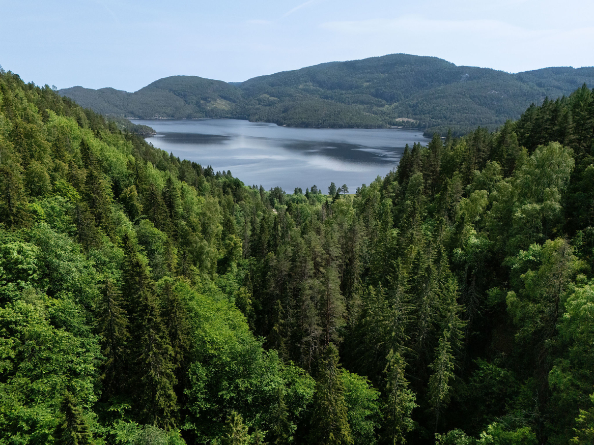 Frivillig vern av skog er en ordning i Norge der skogeiere tilbyr skogområder for vern mot økonomisk kompensasjon fra staten.