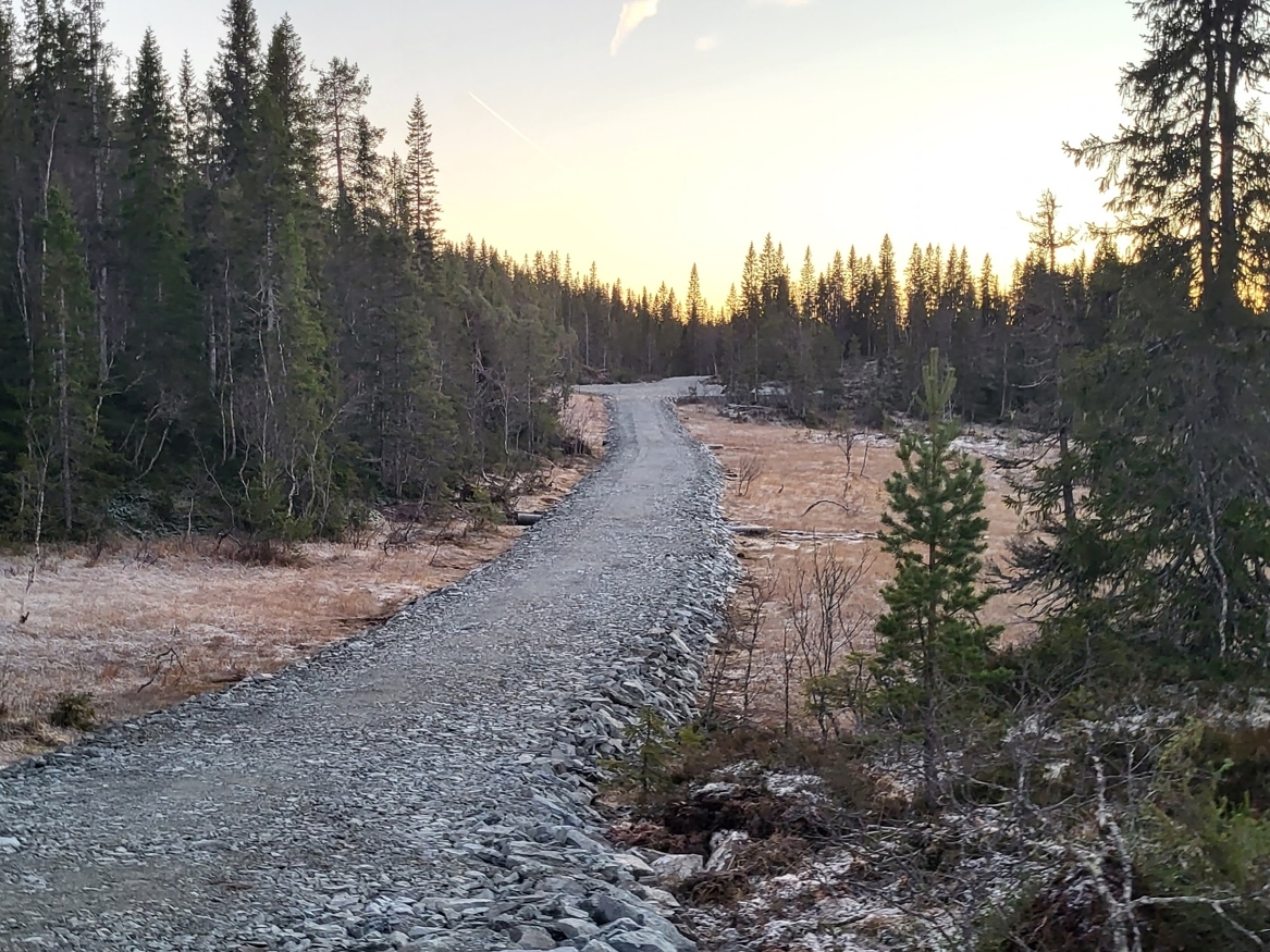 Skog og myr henger tett sammen i norsk natur. Skogeierforbundet frykter at et for strengt forbud mot nedbygging av myr  kan gjøre det vanskelig å drive bærekraftig skogbruk.