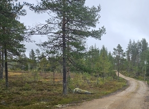 Myrforbud kan stanse bærekraftig skogbruk 