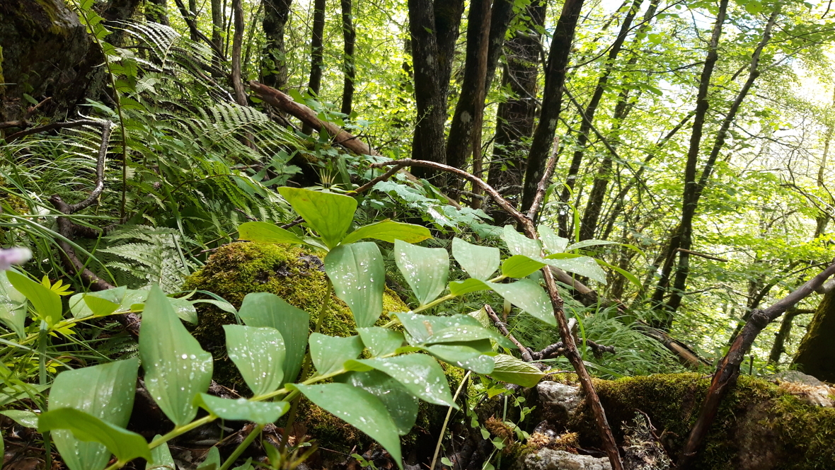Edellauvskogen i Homsli naturreservat i Valle i Agder har et høyt artsmangfold med svært rik karplanteflora. 