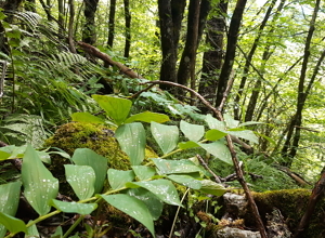 32 områder frivillig vernet som naturreservat