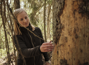 Historisk budsjettløft for skog 